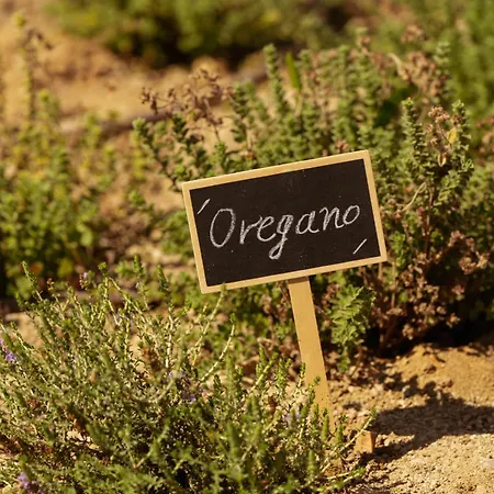 Hotel The Ritual, A Wellness Retreat Lambi (Kos)